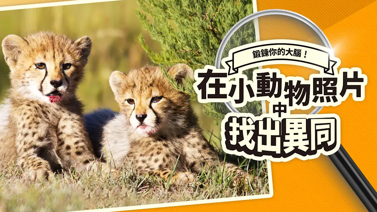 锻炼你的大脑！在小动物照片中找出异同