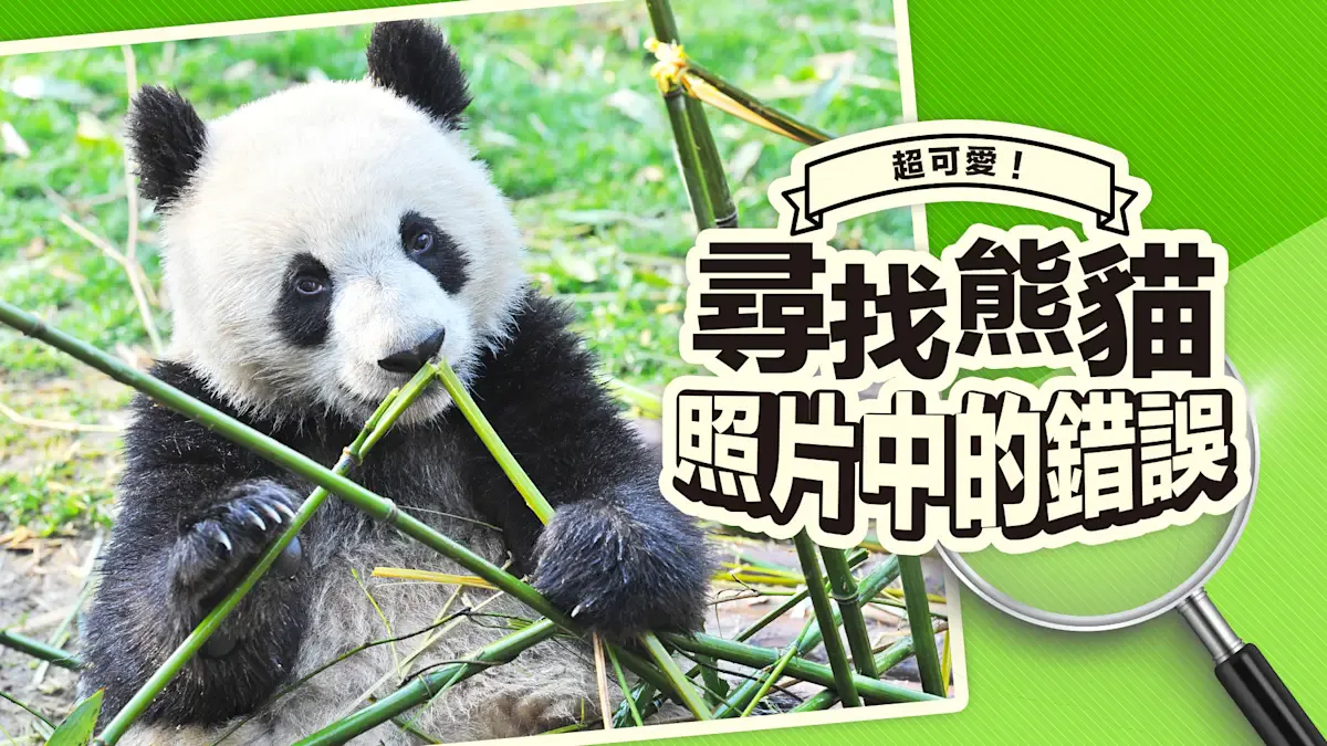超可爱！寻找熊猫照片中的错误